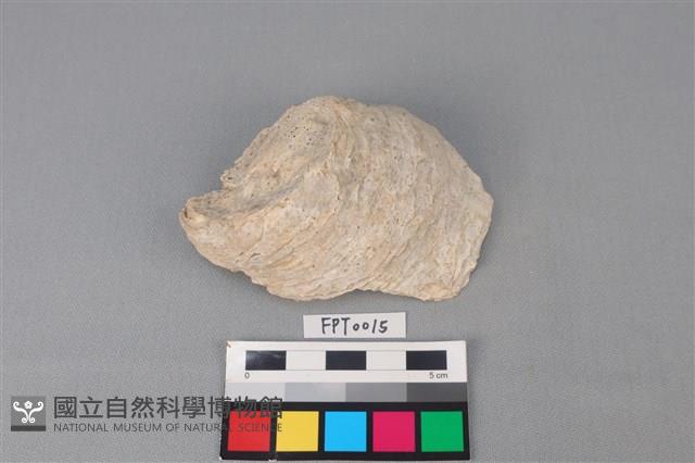 貝殼藏品圖，第1張