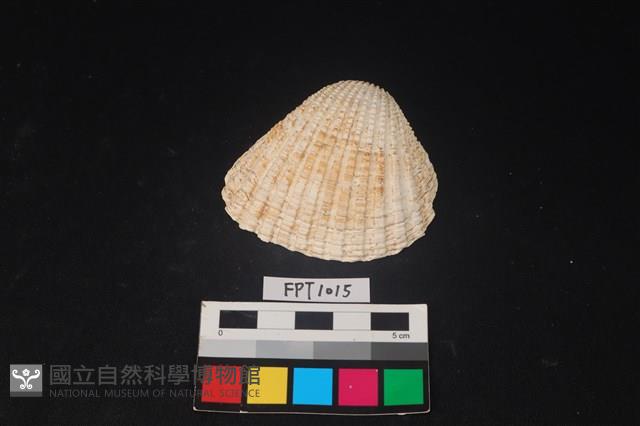 貝殼藏品圖，第1張