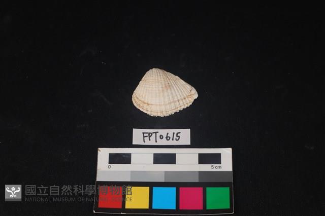 貝殼藏品圖，第1張