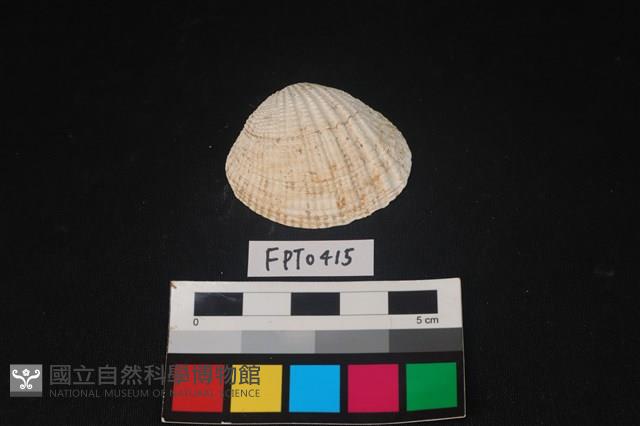 貝殼藏品圖，第1張
