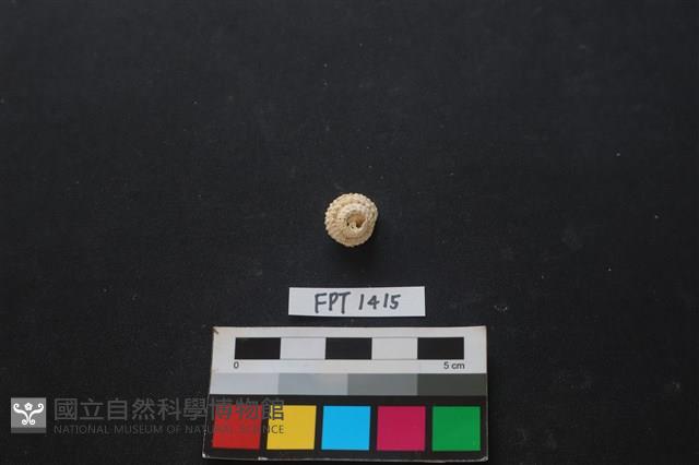 貝殼藏品圖，第1張