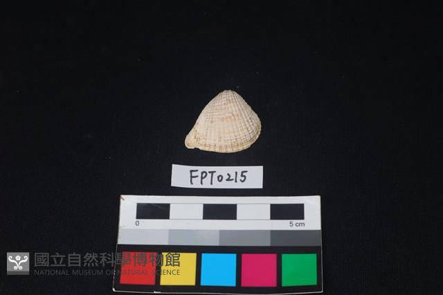 貝殼藏品圖，第1張