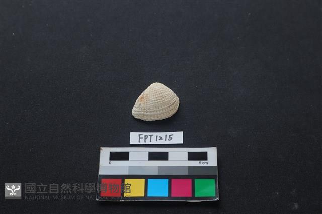 貝殼藏品圖，第1張