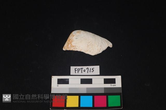 貝殼藏品圖，第1張
