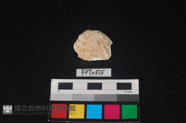 貝殼藏品圖，第1張