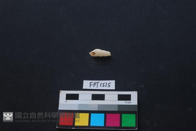 貝殼藏品圖，第1張