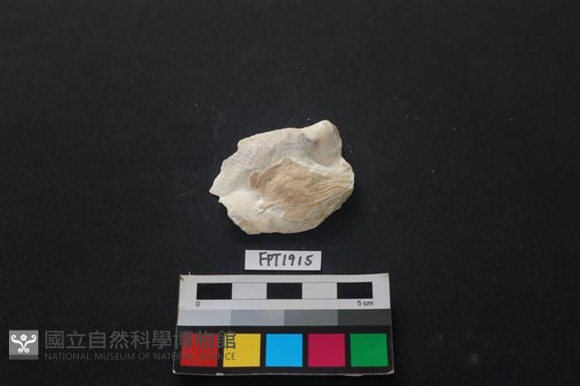 貝殼藏品圖，第1張