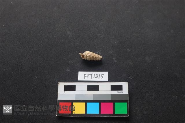 貝殼藏品圖，第1張