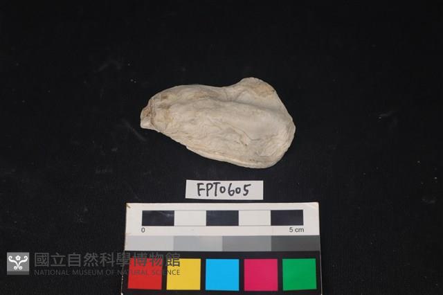 貝殼藏品圖，第1張