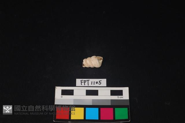 貝殼藏品圖，第1張