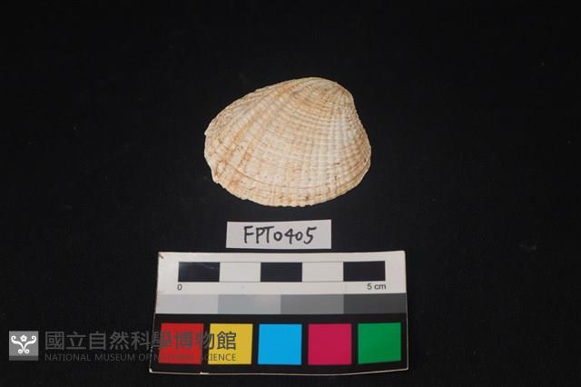 貝殼藏品圖，第1張