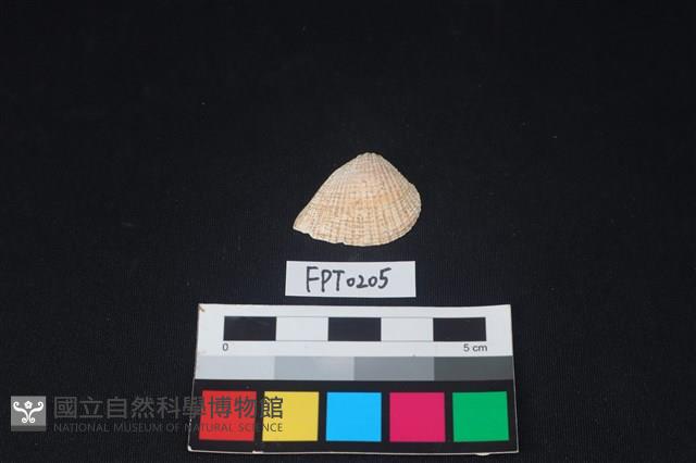 貝殼藏品圖，第1張