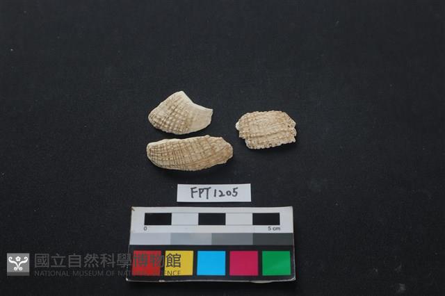 貝殼藏品圖，第1張