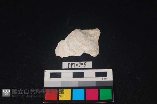 貝殼藏品圖，第1張