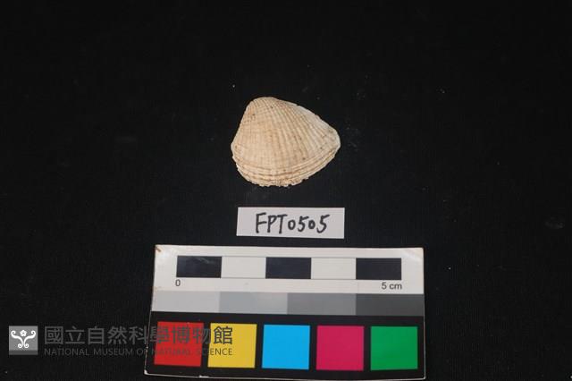 貝殼藏品圖，第1張