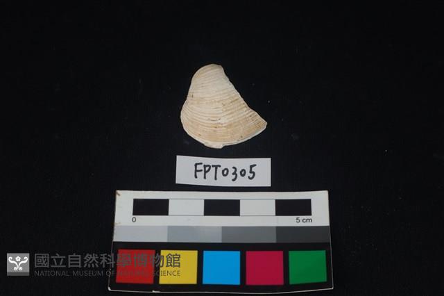 貝殼藏品圖，第1張