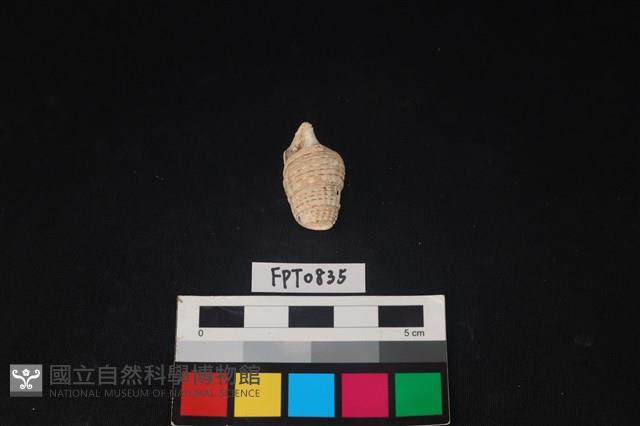貝殼藏品圖，第1張