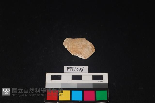 貝殼藏品圖，第1張