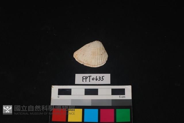 貝殼藏品圖，第1張