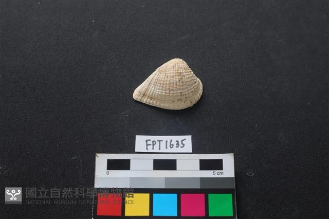 貝殼藏品圖，第1張