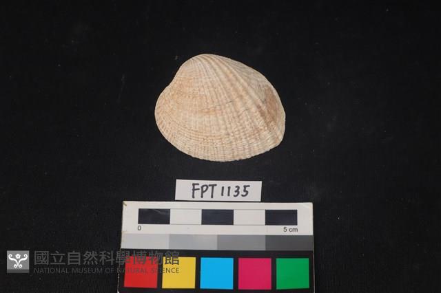 貝殼藏品圖，第1張