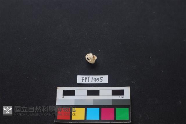 貝殼藏品圖，第1張