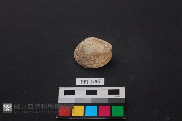 貝殼藏品圖，第1張
