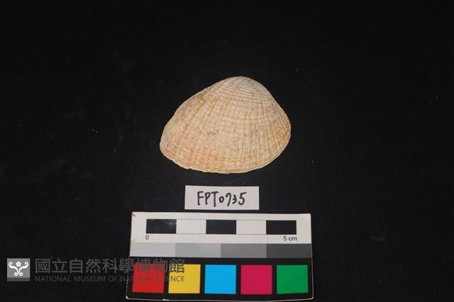 貝殼藏品圖，第1張