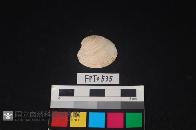 貝殼藏品圖，第1張