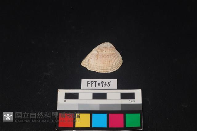 貝殼藏品圖，第1張