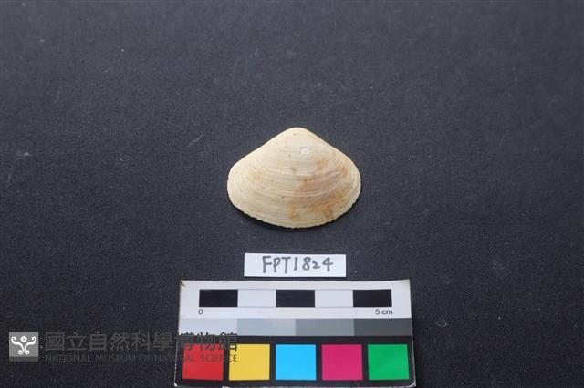 貝殼藏品圖，第1張