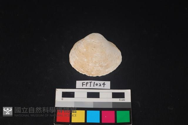 貝殼藏品圖，第1張