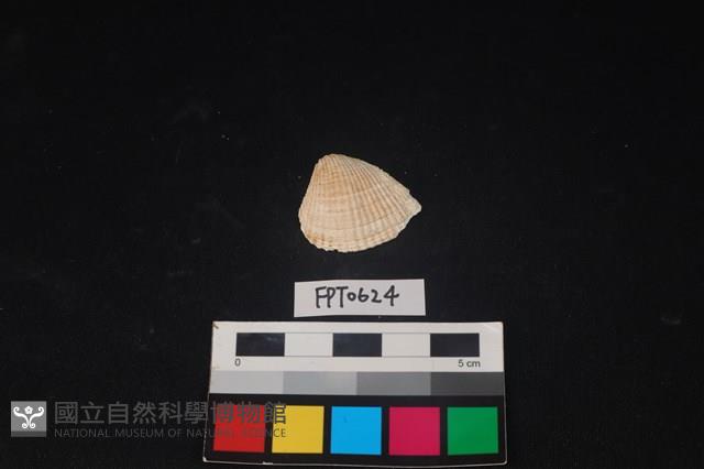 貝殼藏品圖，第1張
