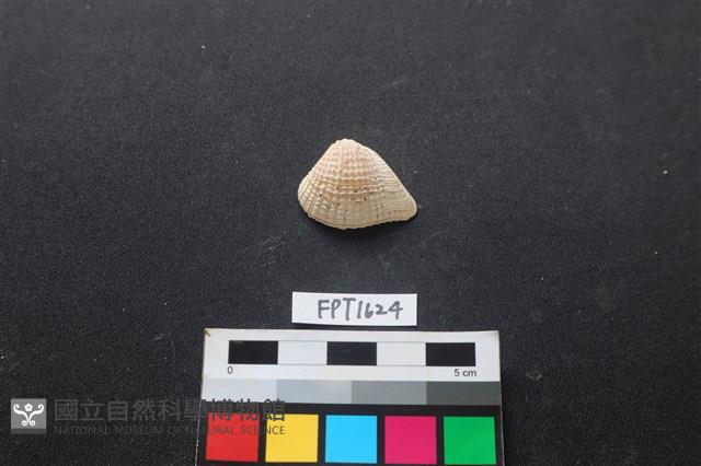 貝殼藏品圖，第1張