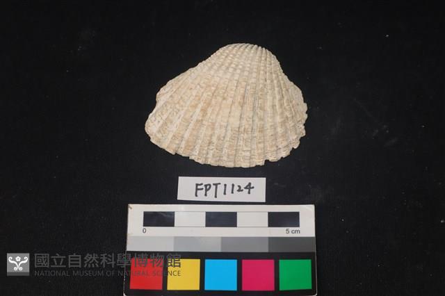 貝殼藏品圖，第1張