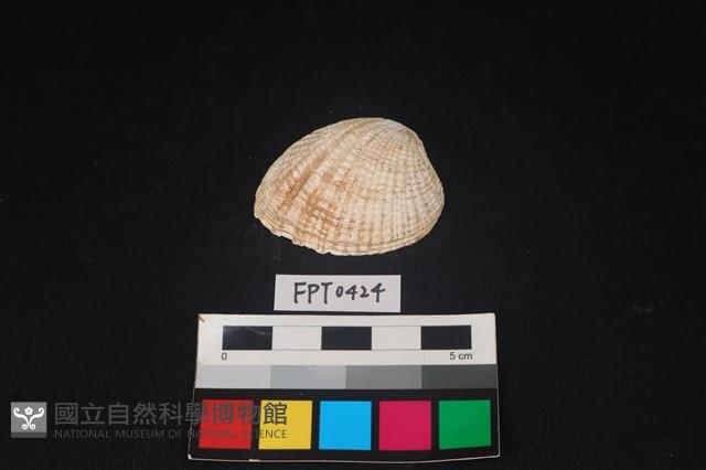 貝殼藏品圖，第1張