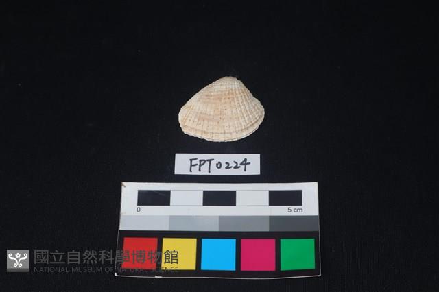 貝殼藏品圖，第1張