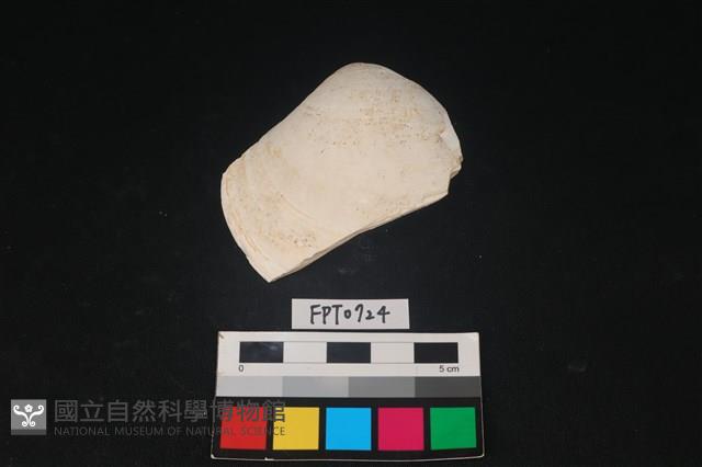 貝殼藏品圖，第1張
