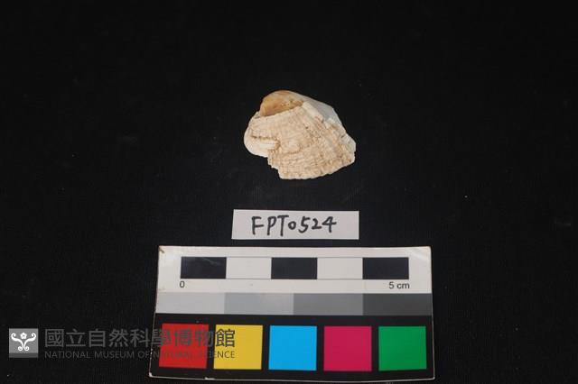 貝殼藏品圖，第1張