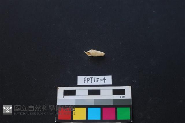 貝殼藏品圖，第1張