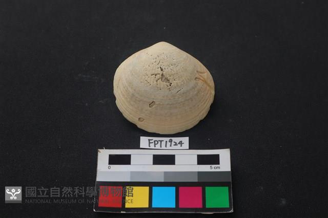 貝殼藏品圖，第1張