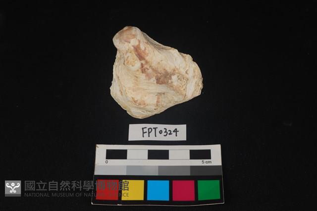貝殼藏品圖，第1張