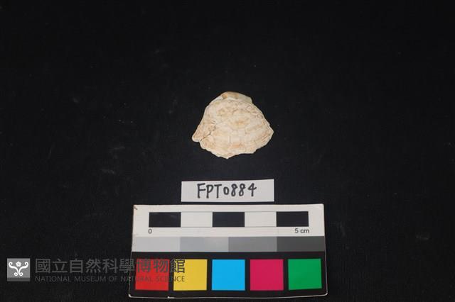 貝殼藏品圖，第1張