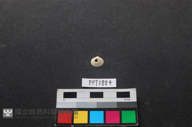 貝殼藏品圖，第1張