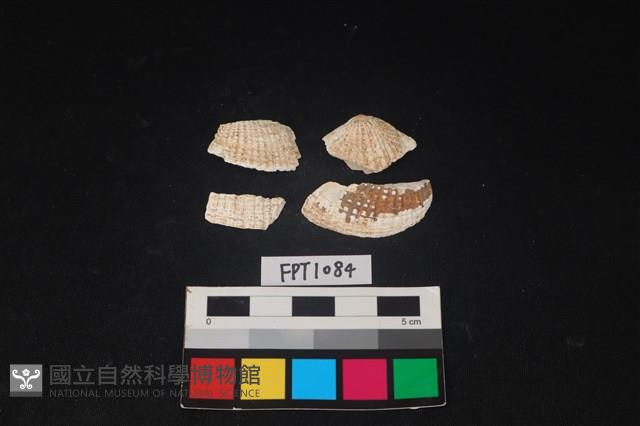 貝殼藏品圖，第1張