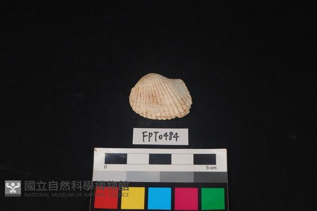 貝殼藏品圖，第1張