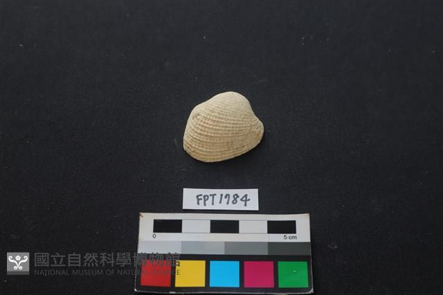 貝殼藏品圖，第1張