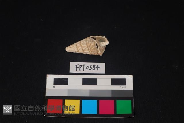 貝殼藏品圖，第1張