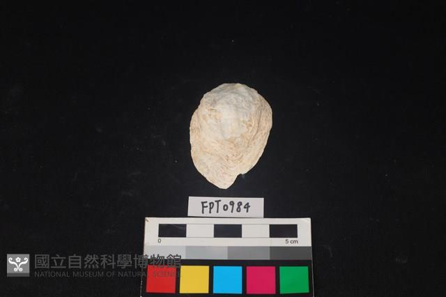 貝殼藏品圖，第1張