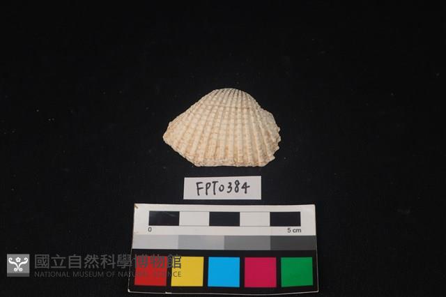 貝殼藏品圖，第1張
